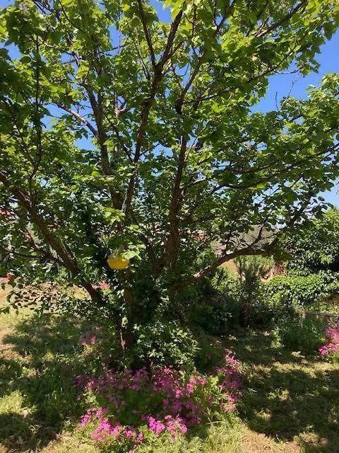 Vila Klara Olib